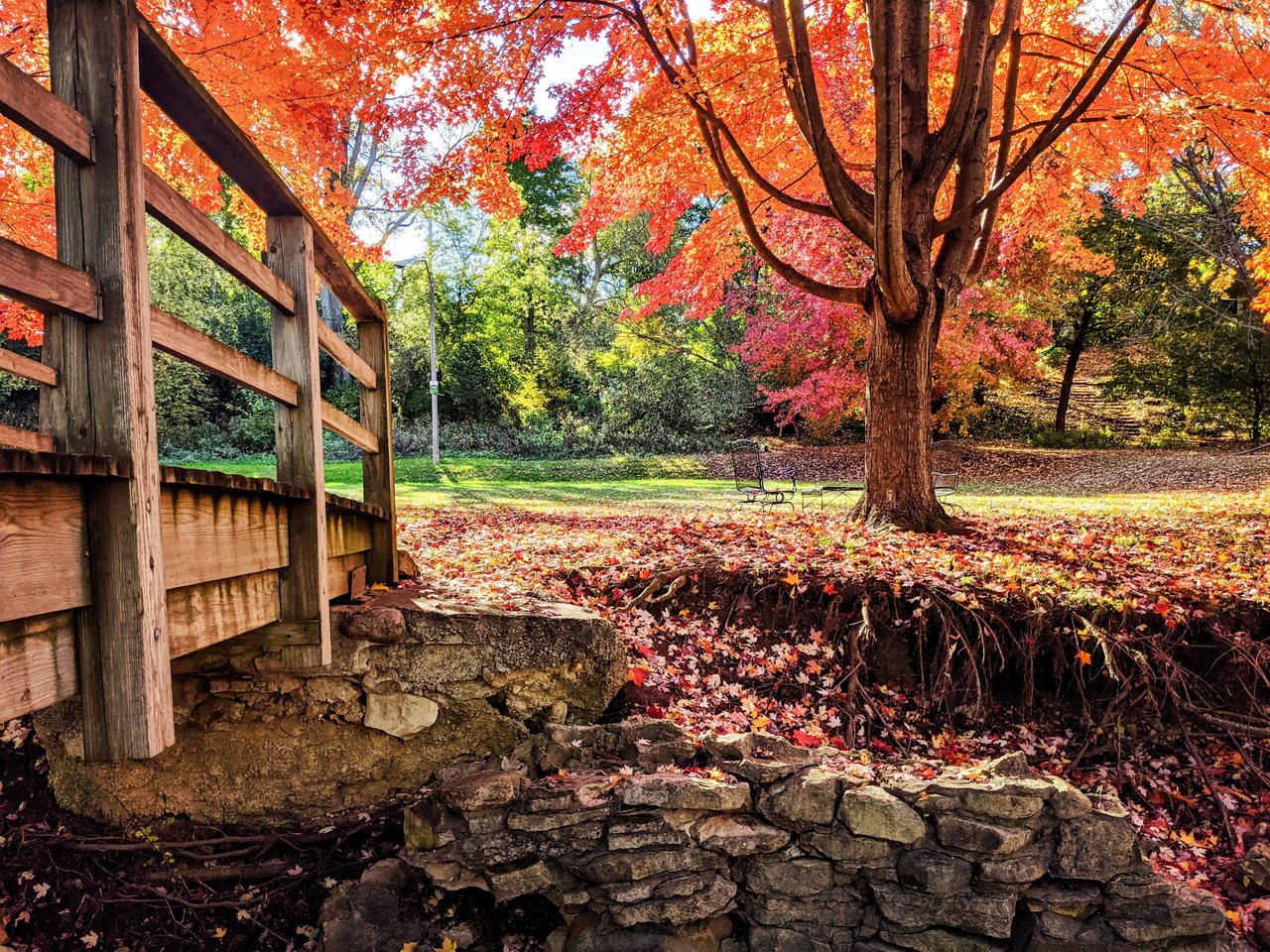 A red maple over a footbridge in the fall